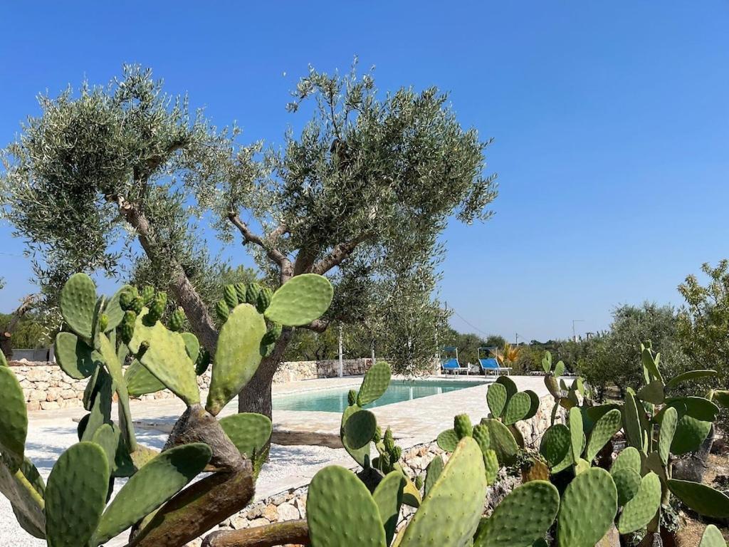Casa Giuliveto - Charmantes Ferienhaus Mit Privatpool In Olivenhain Ostuni Zewnętrze zdjęcie